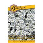 GF. VIRÁGMAG FÁTYOLVIRÁG EGYNYÁRI FEHÉR (10)