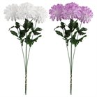 TW. SELYEMVIRÁG KRIZANTÉM (24) (20215)